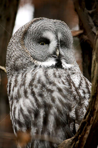 bearded owl Stock photo © bendzhik
