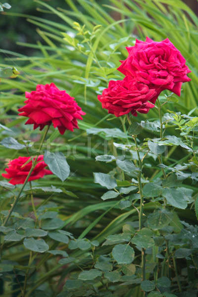 Rote Rosen groß Sommer Garten Blumen Liebe Stock foto © bendzhik