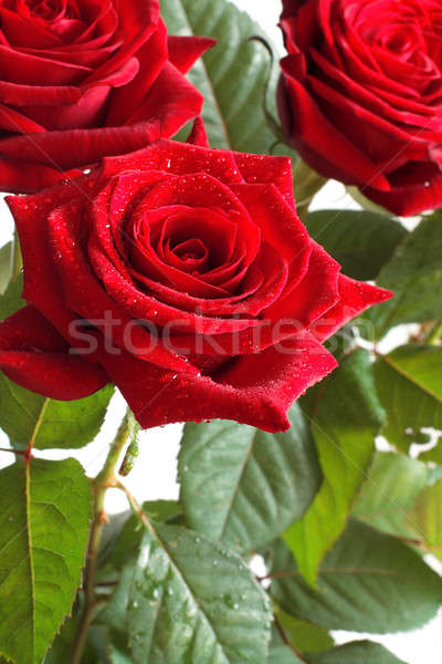 Red roses Stock photo © bendzhik