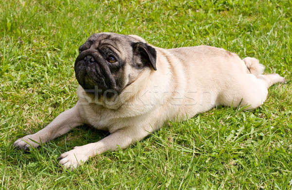 dog breed pug Stock photo © bendzhik