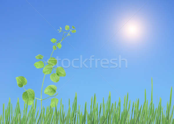 Plant in the sun Stock photo © bendzhik