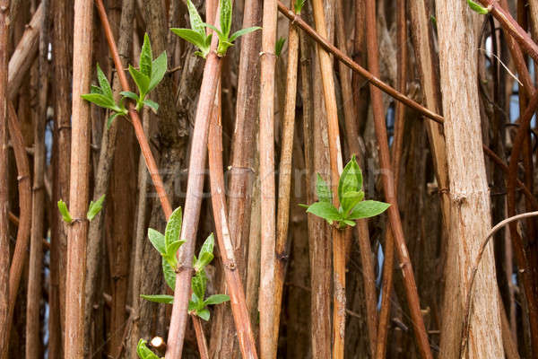 young green shoots of jasmine Stock photo © bendzhik