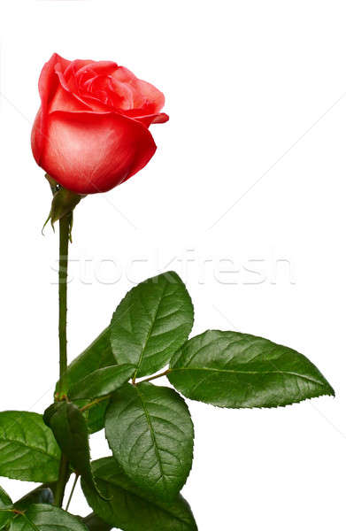 One rose Stock photo © bendzhik