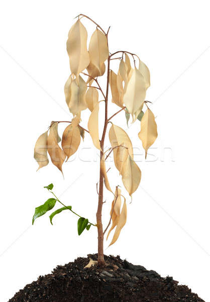 dried plant with young shoots Stock photo © bendzhik
