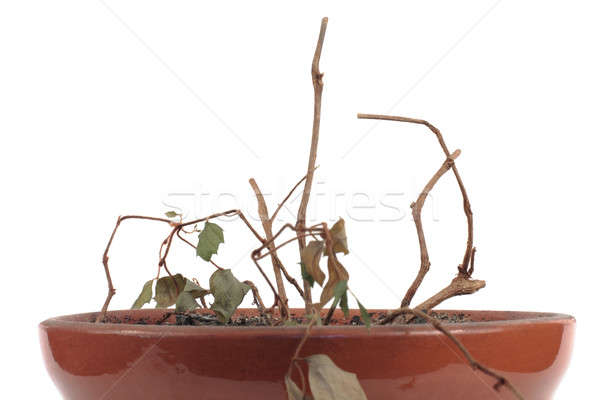 Stockfoto: Gedroogd · plant · crisis · groei · grond · natuur