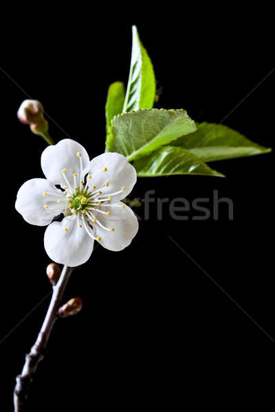 Cerisiers en fleurs belle fleur floraison cerise noir [[stock_photo]] © bendzhik