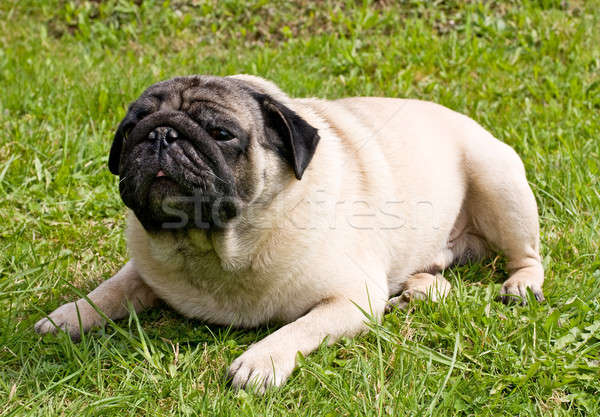 Hondenras gezicht ogen groene honden portret Stockfoto © bendzhik