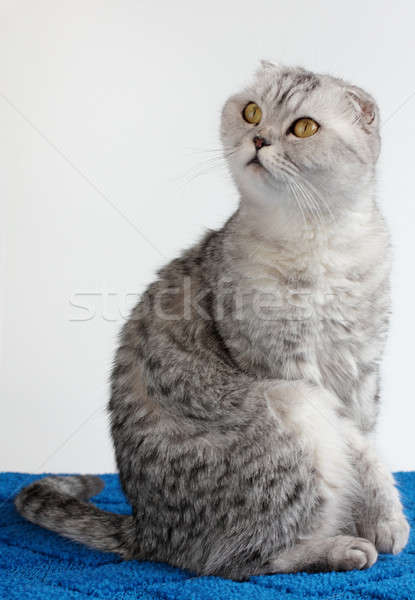 Foto stock: Gato · cinzento · gato · cor · cinza · listrado · jovem