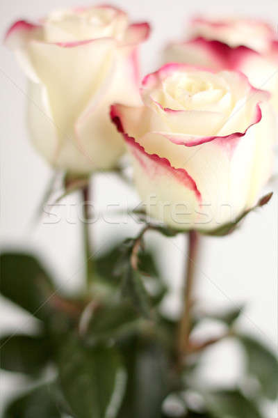 Stock foto: Weiß · Rosen · schönen · dunkel · rosa