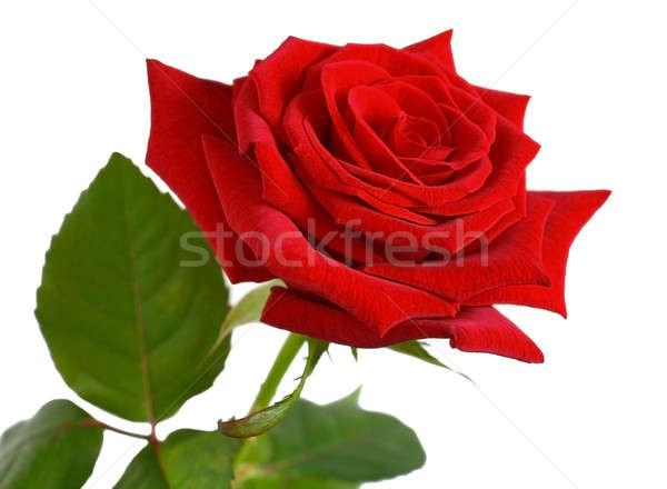 красную розу один свет цветок любви закрывается Сток-фото © bendzhik