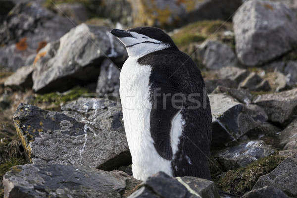 Chinstrap pinguin Stock photo © benkrut