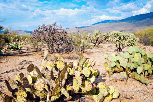 Park Arizona USA sivatag felhő forró Stock fotó © benkrut