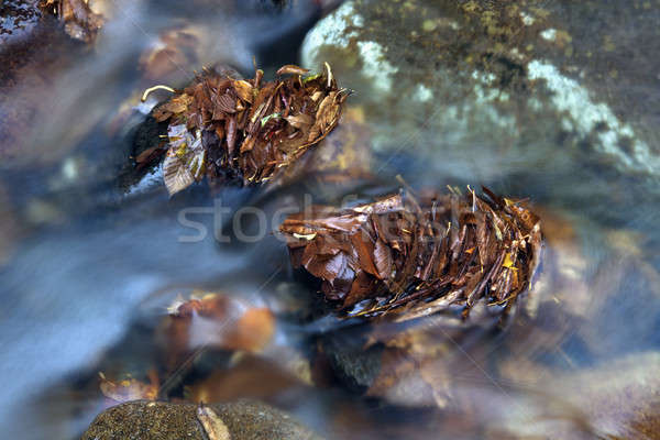 Creek in Smoky Mountains Stock photo © benkrut