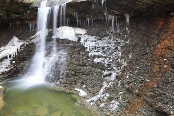 Stok fotoğraf: Mavi · tavuk · kış · Ohio