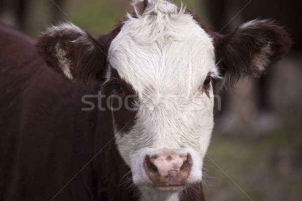 Retrato gado marrom família vaca animal Foto stock © benkrut