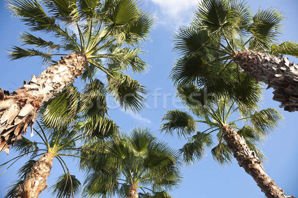 Palms - looking up Stock photo © benkrut