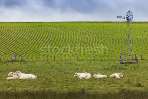 Cows in Normandy  Stock photo © benkrut