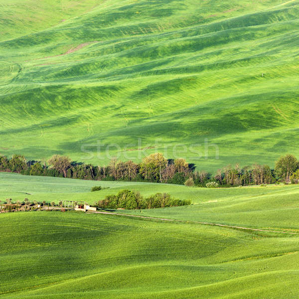 Toskana Landschaft Frühling Italien Baum Bereich Stock foto © benkrut