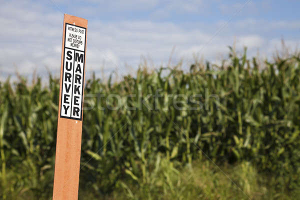 Survey marker Stock photo © benkrut