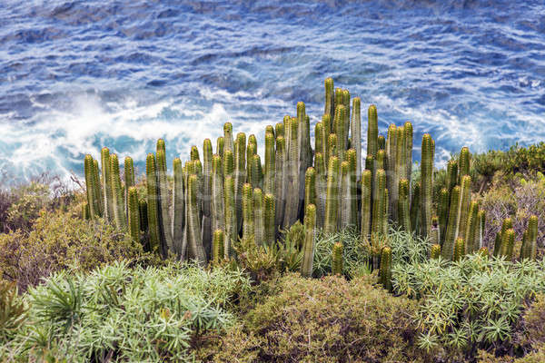 Cacti and Atlantic Ocean Stock photo © benkrut
