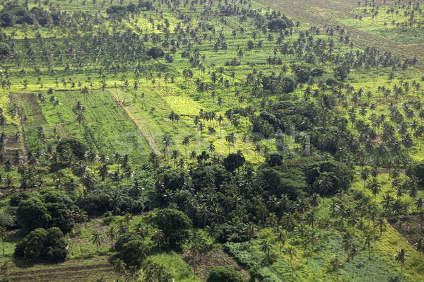 Rural Tonga Stock photo © benkrut