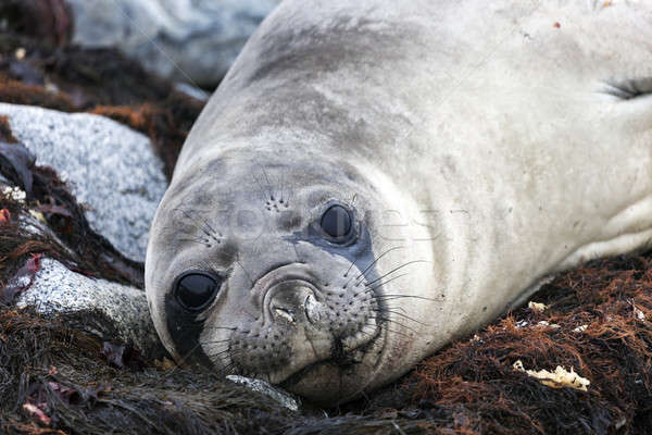 Seal Stock photo © benkrut