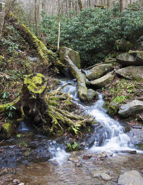 Smoky Mountains scenery Stock photo © benkrut