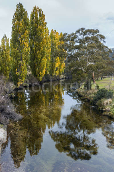 Fák park Új-Dél-Wales Ausztrália égbolt folyó Stock fotó © benkrut