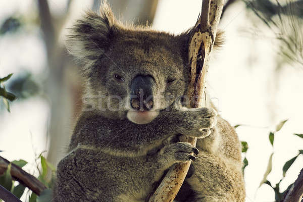 сонный Koala дерево глазах путешествия носа Сток-фото © benkrut