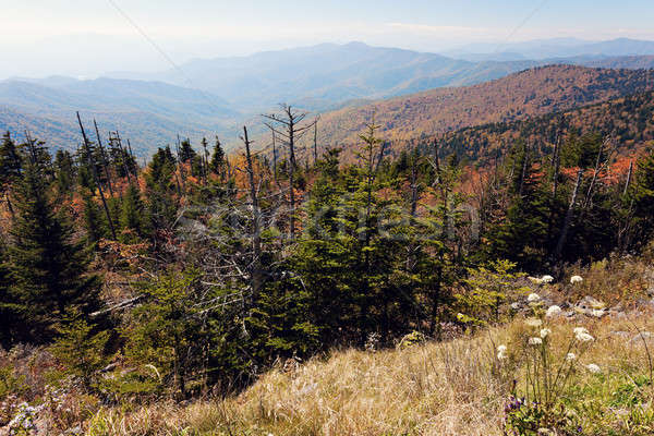Smoky Mountains National Park Stock photo © benkrut