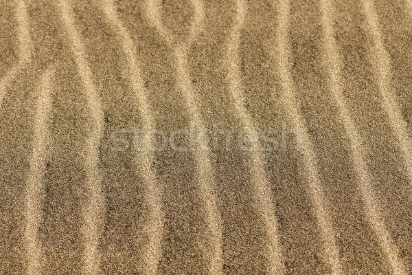 Homok park természet sivatag Stock fotó © benkrut