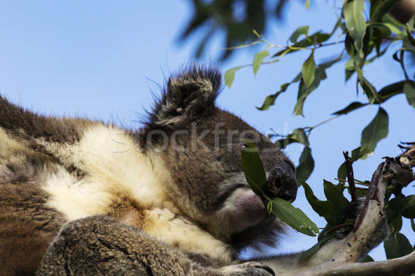 Coala árvore alimentação tenha Austrália Foto stock © benkrut