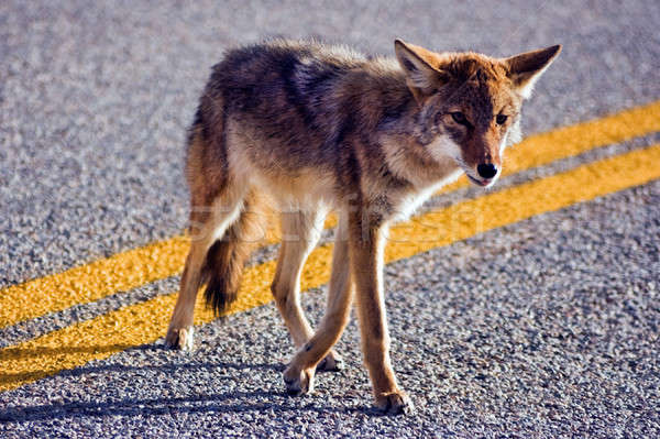 Coyote crossing road Stock photo © benkrut