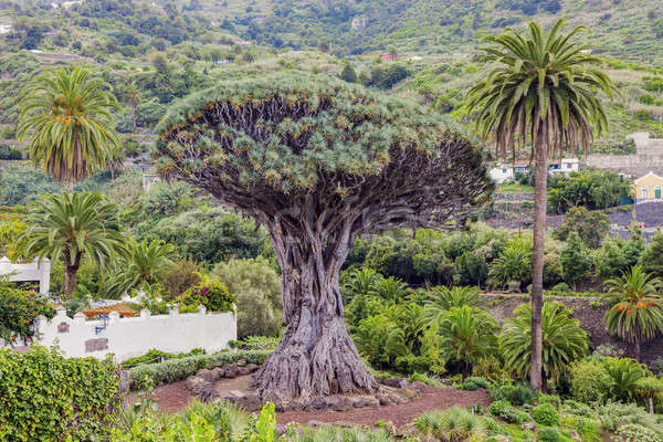 Vechi balaur copac tenerife insulele canare Spania Imagine de stoc © benkrut