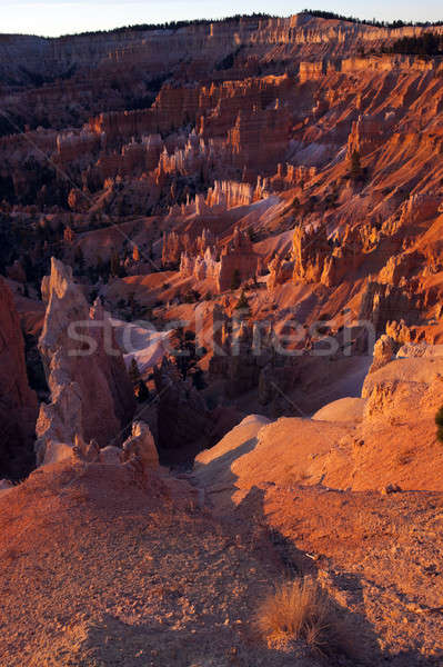 Sunrise Panorama in Bryce National Park. Stock photo © benkrut