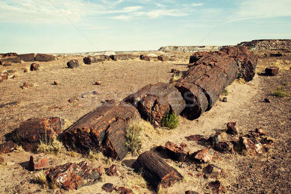 Forestales parque desierto Foto stock © benkrut