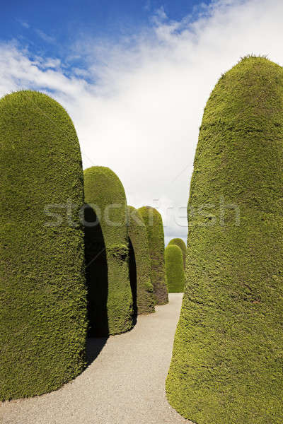 Cmentarz drzewo krzyż kamień pokoju martwych Zdjęcia stock © benkrut
