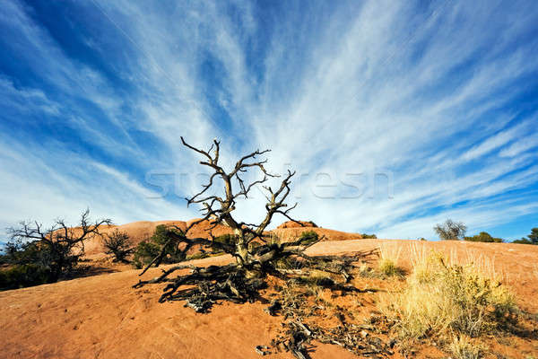 Old tree in Canyolnads National Park Stock photo © benkrut