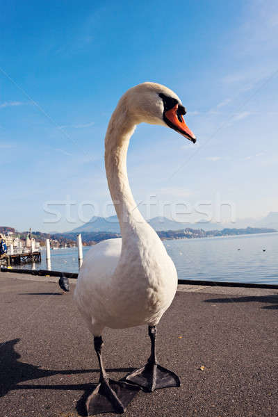 Cygne lac ciel eau oiseau Voyage [[stock_photo]] © benkrut