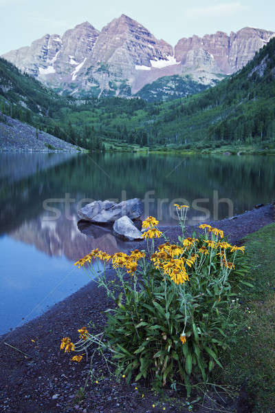 Gelben Blüten maroon Blume Berg Sommer Reise Stock foto © benkrut