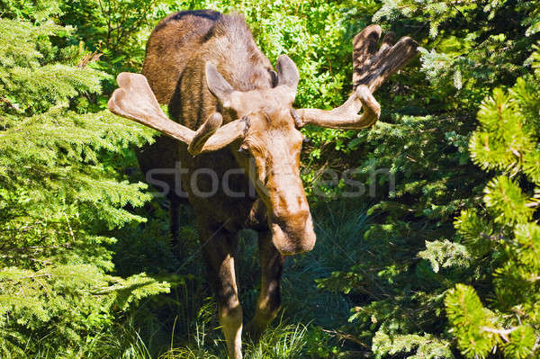 Moose Stock photo © benkrut