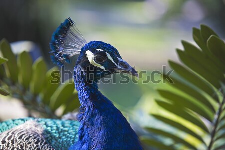 Paon jardin Floride oiseau vert bleu [[stock_photo]] © benkrut