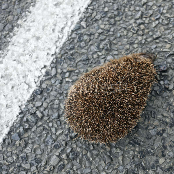 Hedgehog Stock photo © benkrut