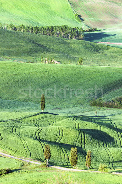 Piękna Toskania krajobraz wiosna drzewo charakter Zdjęcia stock © benkrut