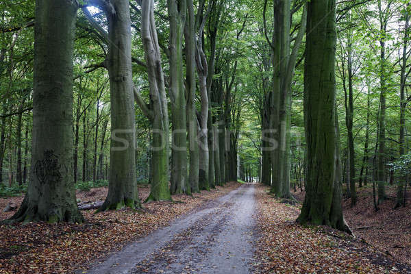 Scary trees in Zwolle area Stock photo © benkrut