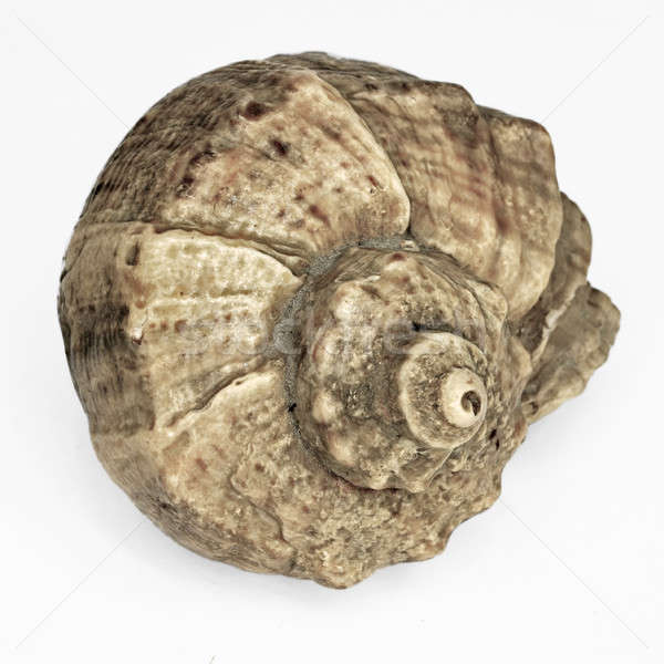 Sea snail isolated Stock photo © berczy04