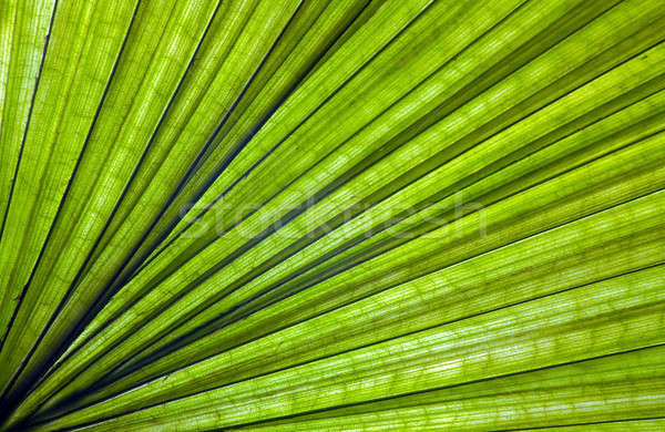 Verde plantas textura luz verde flores primavera Foto stock © berczy04
