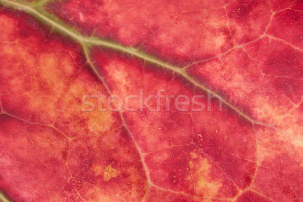 close up of autumn leaf Stock photo © bernashafo