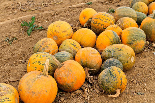 Pumpkins on a field Stock photo © Bertl123