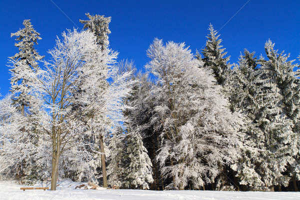 Fehér tél csodaország erdő fa tájkép Stock fotó © Bertl123